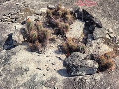 Coleocephalocereus purpureus