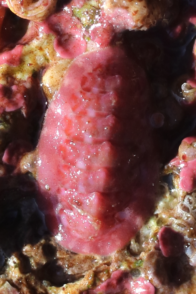 Tonicella venusta