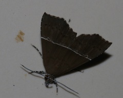 Catada vagalis