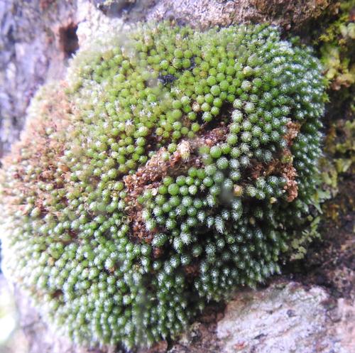 Bryum argenteum image