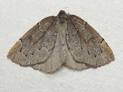 Spodolepis substriataria