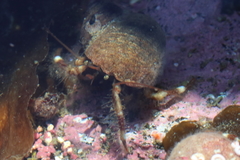 Pagurus caurinus