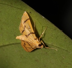 Dichocrocis