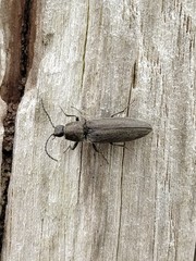 Cidnopus aeruginosus