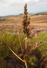 Carex multispiculata