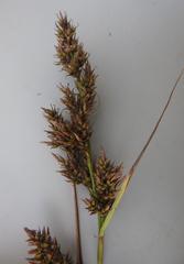 Carex multispiculata