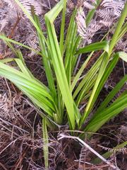 Carex multispiculata