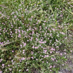 Rhodalsine geniculata