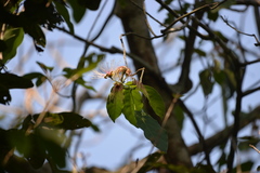 Capparidastrum mollicellum