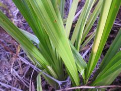 Carex multispiculata