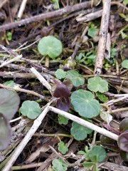 Hydrocotyle vulgaris