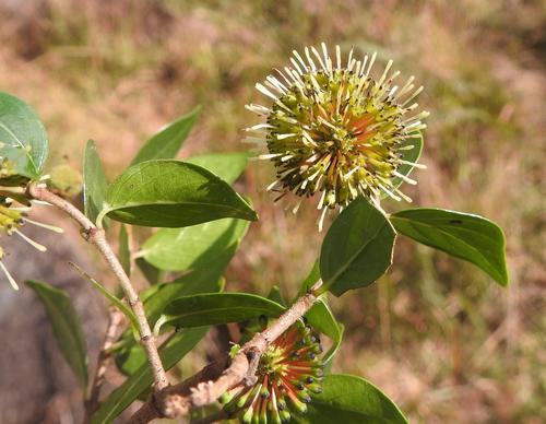 Cephalanthus image