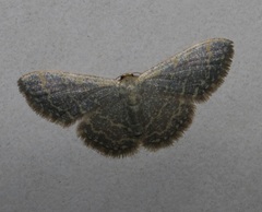 Idaea costiguttata