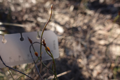 Lepidobolus drapetocoleus