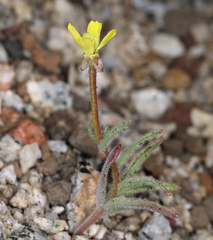 Camissonia pusilla