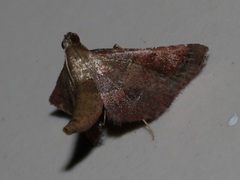 Endotricha theonalis