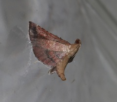 Endotricha theonalis