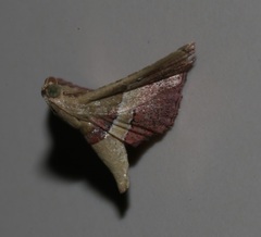 Endotricha repandalis