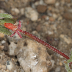 Camissonia pusilla