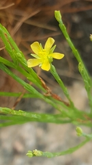 Hypericum gentianoides