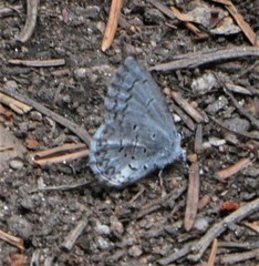 Celastrina echo sidara