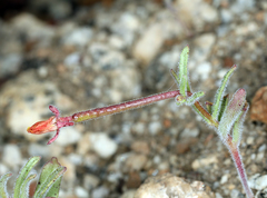 Camissonia pusilla