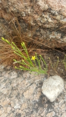 Hypericum gentianoides