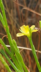 Hypericum gentianoides