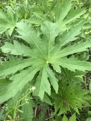 Napaea dioica