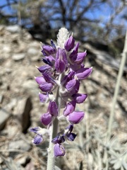 Lupinus magnificus magnificus