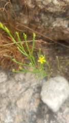 Hypericum gentianoides