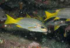 Parapristipoma humile