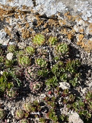 Sempervivum caucasicum
