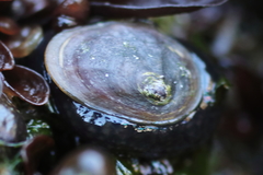 Siphonaria thersites