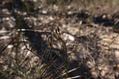 Lepidobolus drapetocoleus