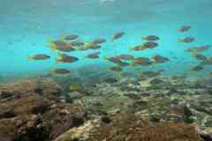 Parapristipoma humile