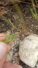 Hypericum gentianoides