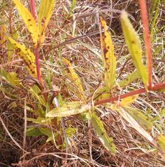 Coleus kirkii image