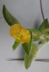 Commelina africana krebsiana