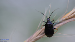 Deraeocoris ater