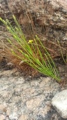 Hypericum gentianoides