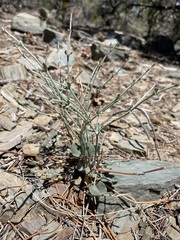 Eriogonum panamintense