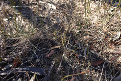 Lepidobolus drapetocoleus