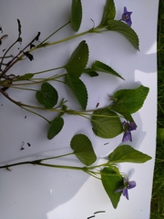 Viola × bavarica