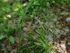 Poa saltuensis saltuensis