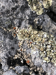 Squamarina periculosa