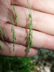 Poa saltuensis saltuensis