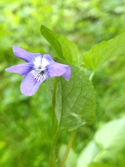 Viola × bavarica