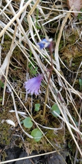 Soldanella pusilla