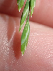 Poa saltuensis saltuensis